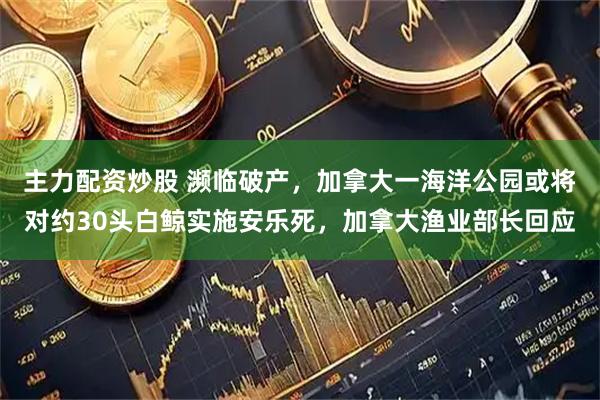 主力配资炒股 濒临破产，加拿大一海洋公园或将对约30头白鲸实施安乐死，加拿大渔业部长回应